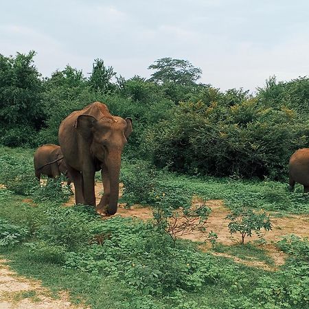 Elite Safari Resort Udawalawe Zewnętrze zdjęcie