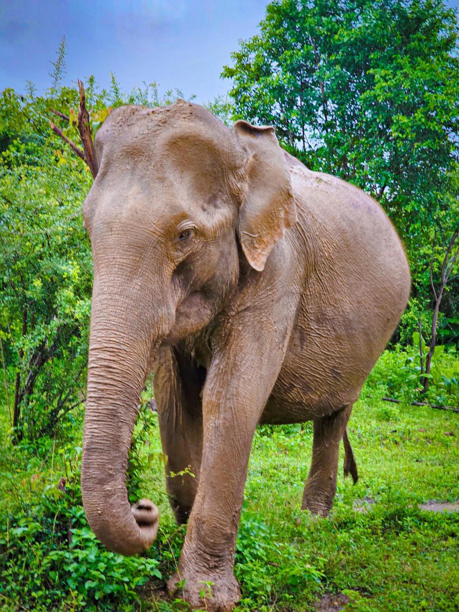 Elite Safari Resort Udawalawe Zewnętrze zdjęcie