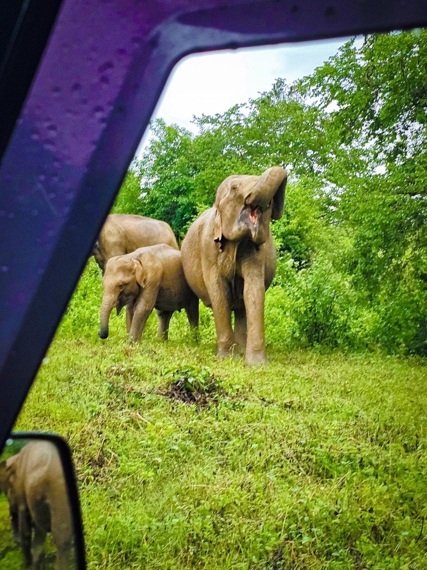 Elite Safari Resort Udawalawe Zewnętrze zdjęcie