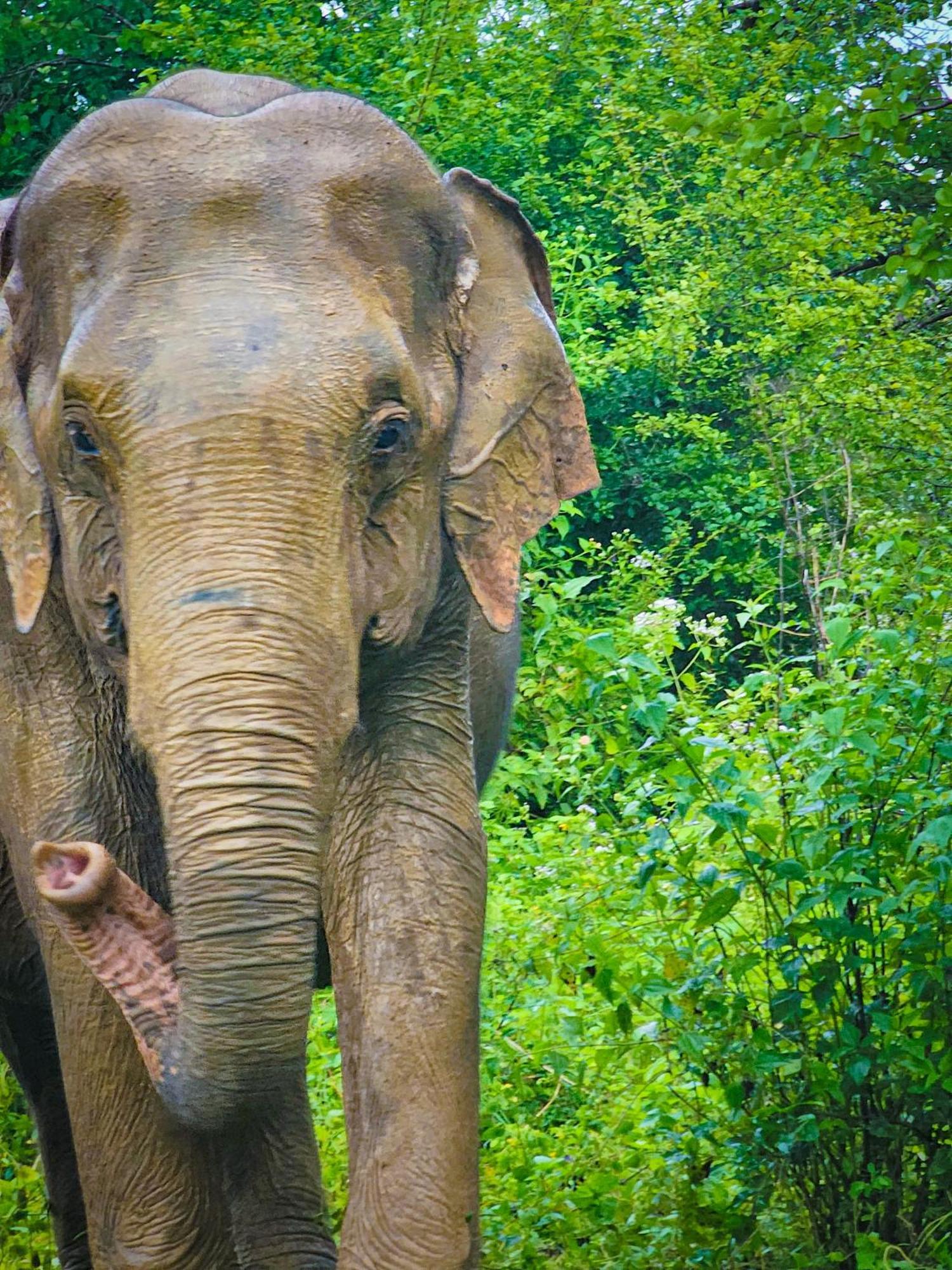 Elite Safari Resort Udawalawe Zewnętrze zdjęcie