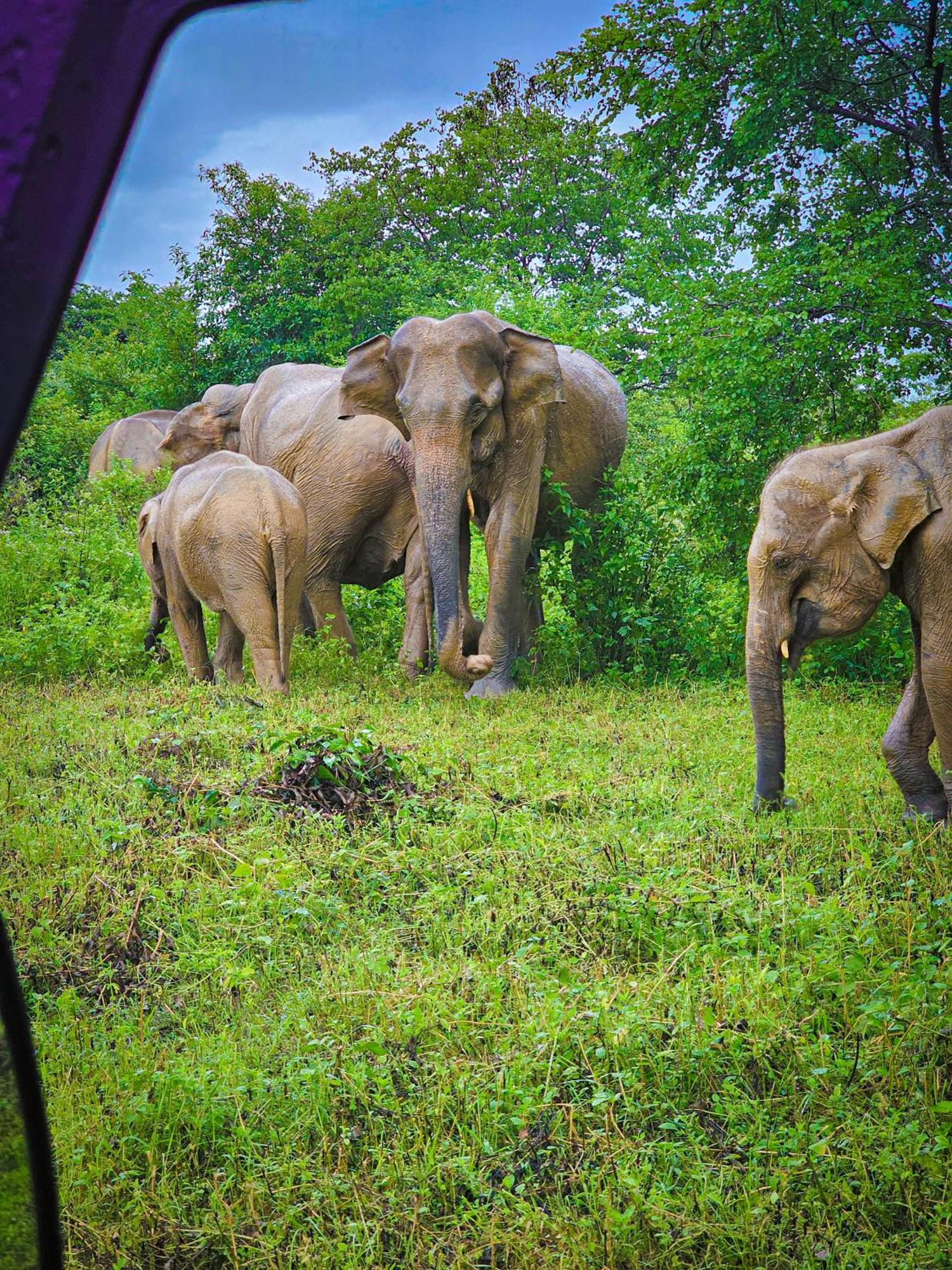 Elite Safari Resort Udawalawe Zewnętrze zdjęcie