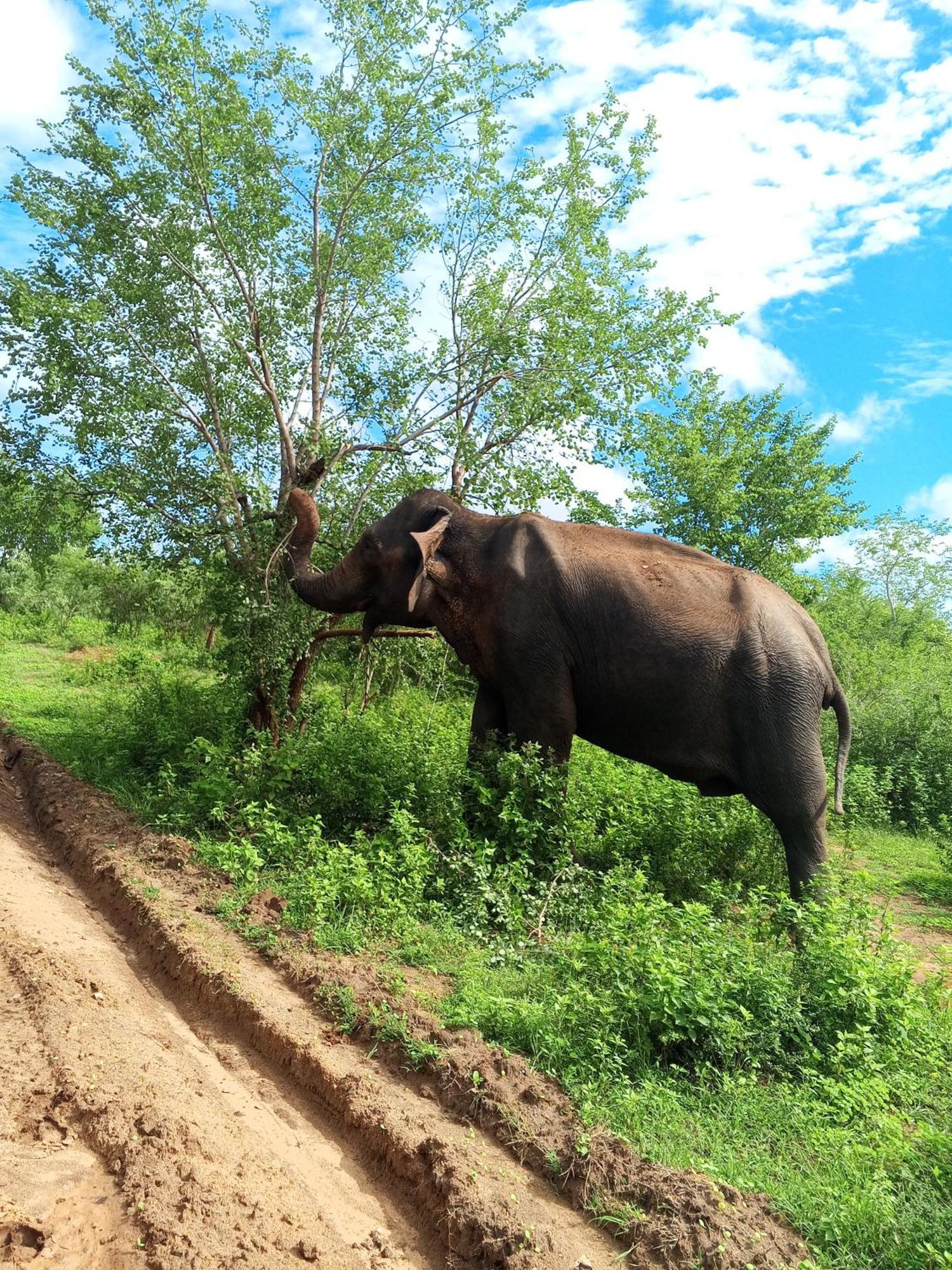 Elite Safari Resort Udawalawe Zewnętrze zdjęcie