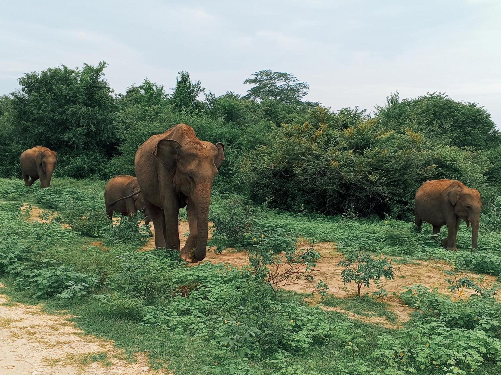 Elite Safari Resort Udawalawe Zewnętrze zdjęcie