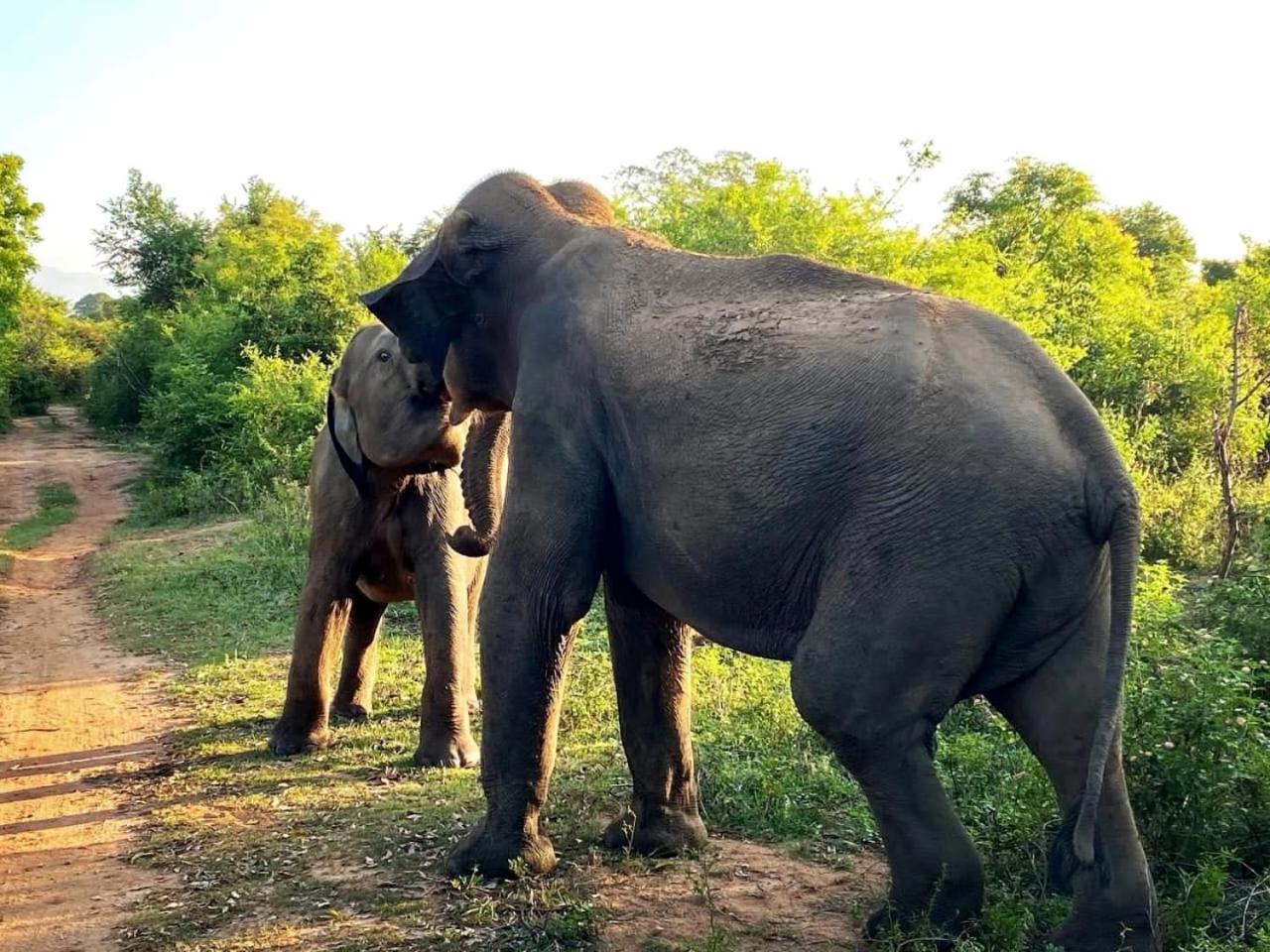 Elite Safari Resort Udawalawe Zewnętrze zdjęcie