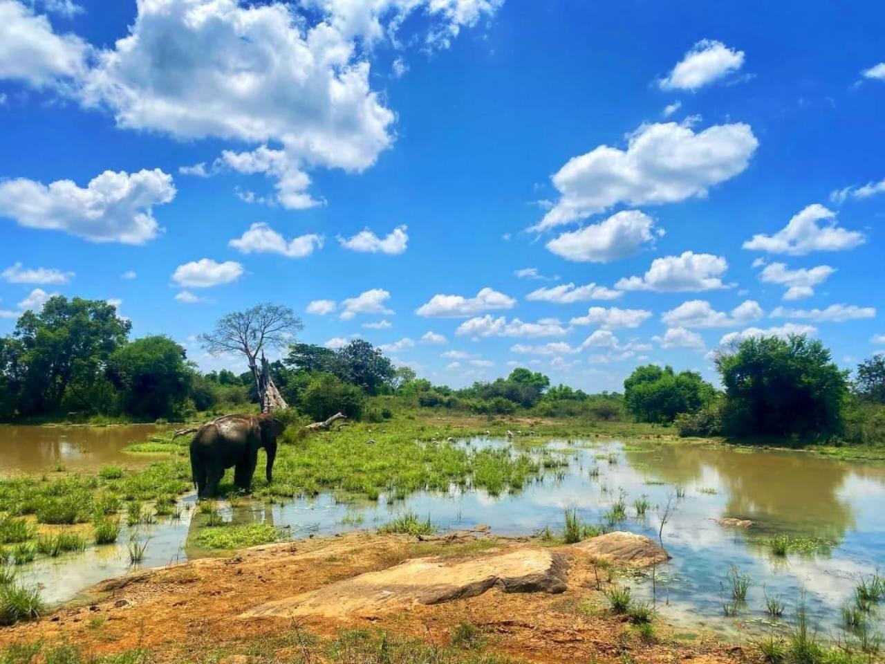 Elite Safari Resort Udawalawe Zewnętrze zdjęcie