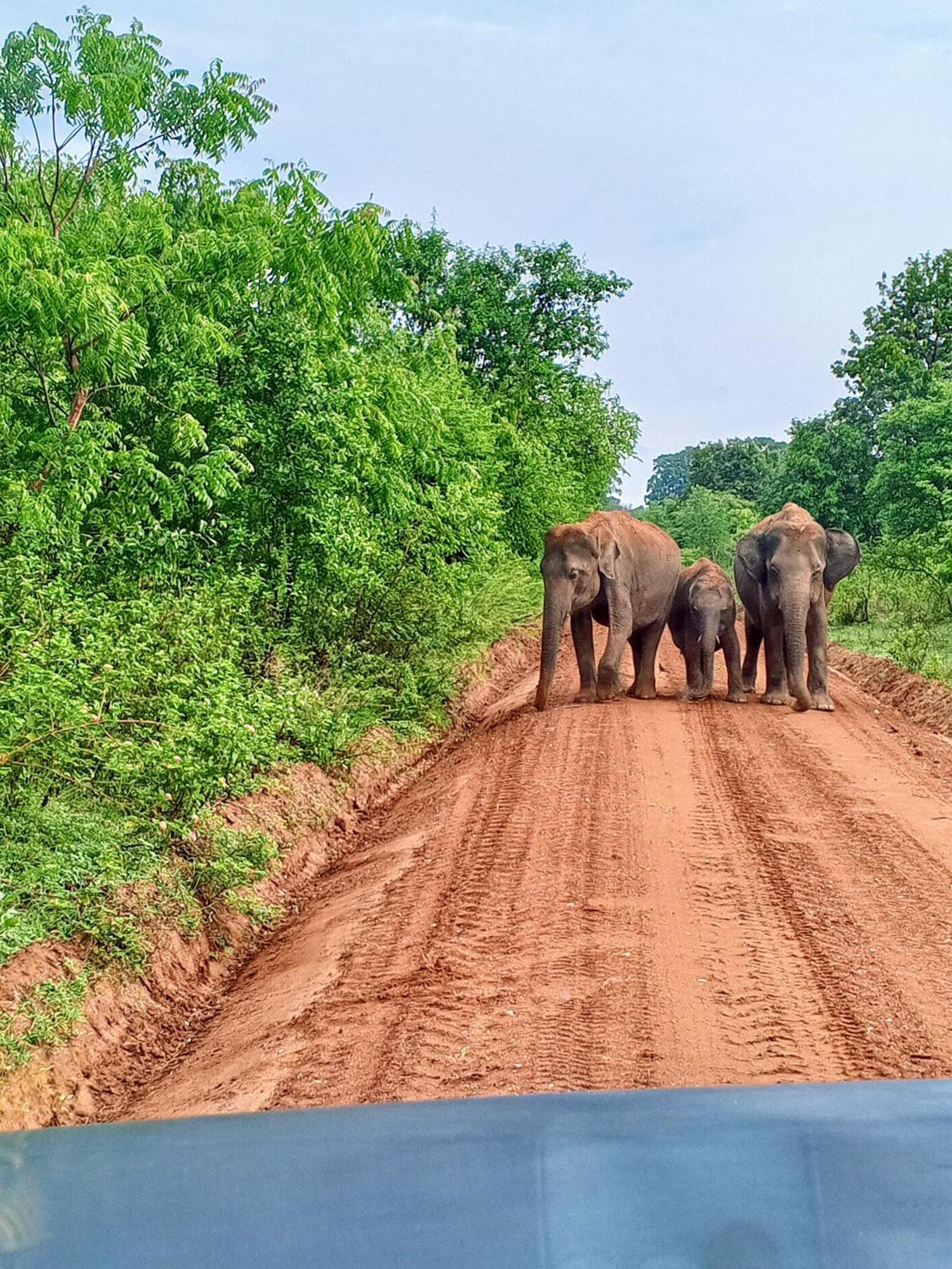 Elite Safari Resort Udawalawe Zewnętrze zdjęcie