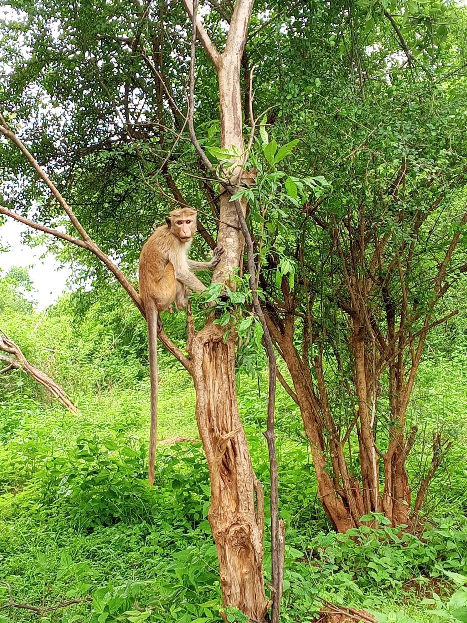 Elite Safari Resort Udawalawe Zewnętrze zdjęcie